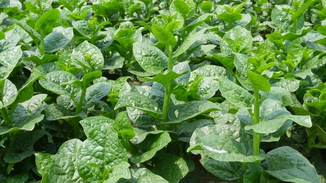 Fresh Malabar Spinach Leaves in Farm Garden