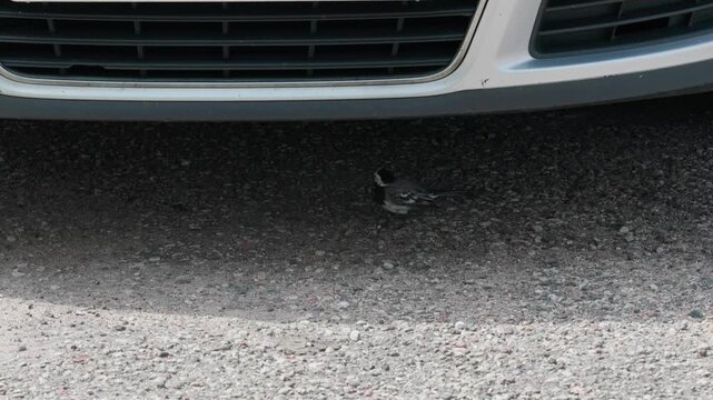 A wagtail standing on gravel under the front bumper of a car. The bird has a long tail that wags constantly. It runs quickly on the ground.