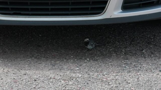 A wagtail standing on gravel under the front bumper of a car. The bird has a long tail that wags constantly. It runs quickly on the ground.