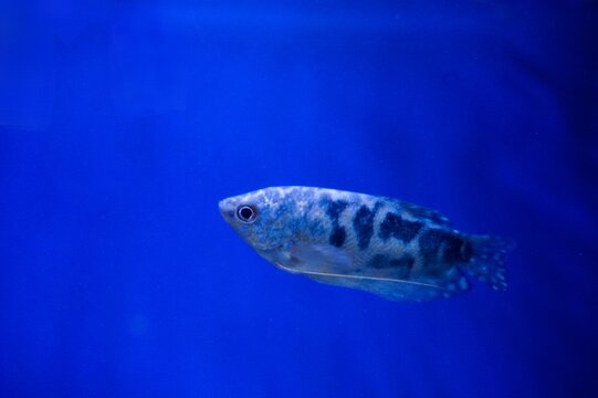 Three spot gourami swimming in clear blue water aquarium, Trichopodus trichopterus tropical freshwater fish close up