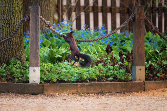 Red squirrel (Sciurus vulgaris) climbing on a rope fence in a blooming spring garden