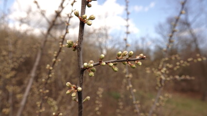 Wiosenne pąki na gałęziach krzewu © tomo81