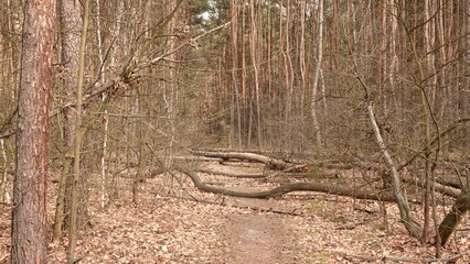 Ścieżka w lesie na której widać powalone pnie drzew w okresie wczesnej wiosny © tomo81