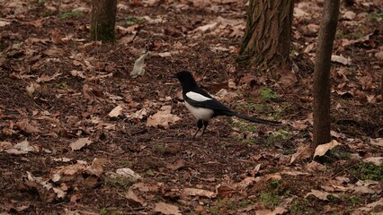 Sroka chodząca po ziemi w lesie z uschniętymi liśćmi © tomo81