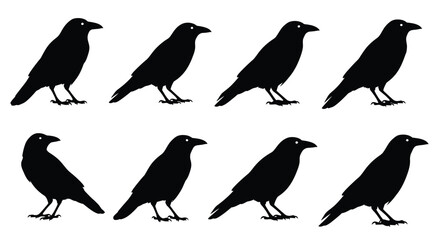 A flock of black ravens depicted in a striking silhouette © BismillahAdobe