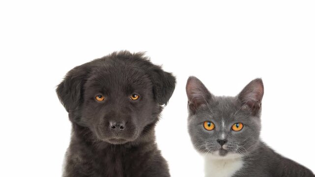 Funny grumpy black puppy and grey cat on white background. Animated cinemagraph, parallax animation, based on an original photograph.