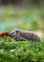 Small European hedgehog (Erinaceus europaeus) peeking through green moss near wild mushrooms in forest © Rudolf