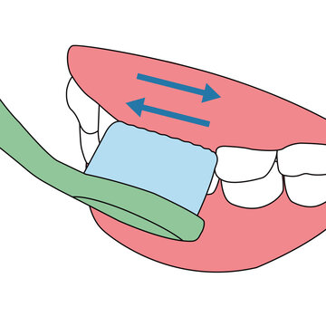 Brushing Front Teeth and Incisors with Horizontal Cleaning Motion