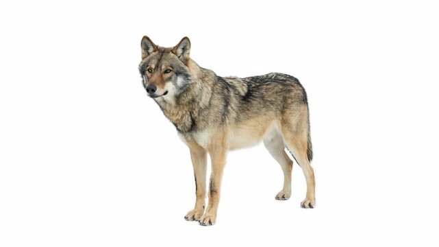Full length grey wolf standing isolated on white background. Animated cinemagraph, parallax animation, based on an original photograph.