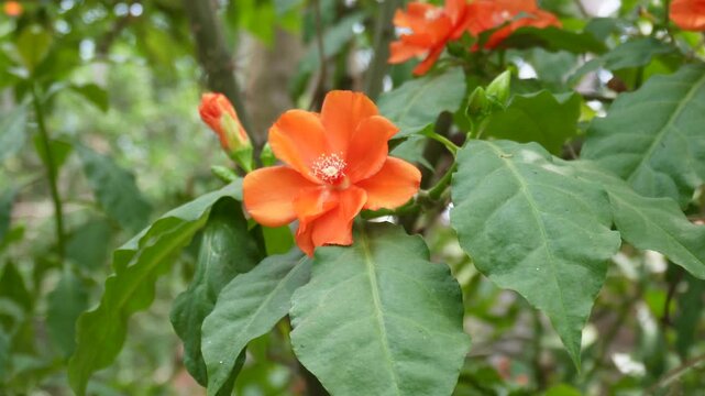 Bright Orange Pereskia Bleo Flower or Rose Cactus with Green Leaves