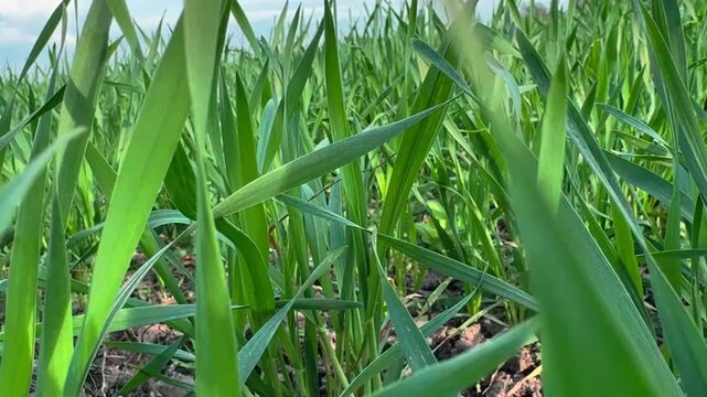 Low angle camera moving through green grass creating tiny perspective like an ant. Micro world, exploration, curiosity and digital detox concept with immersive natural experience.