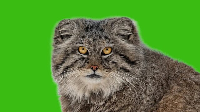 Portrait of wild Pallas's cat manul on green screen background. Animated cinemagraph, parallax animation, based on an original photograph.