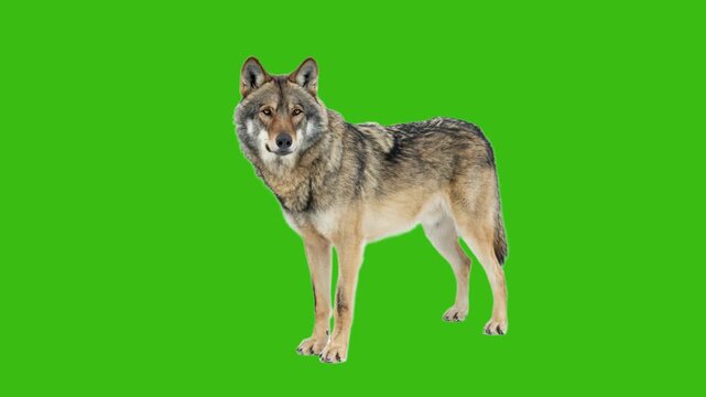 Wild grey wolf standing on green screen chroma key background. Animated cinemagraph, parallax animation, based on an original photograph.