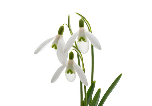Elegant white snowdrop flower in bloom against bright white background