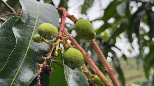 Several immature mango fruits hang on a thin branch after rainfall surrounded by fresh leaves on the tree growing in a humid tropical environment. Natural growth.