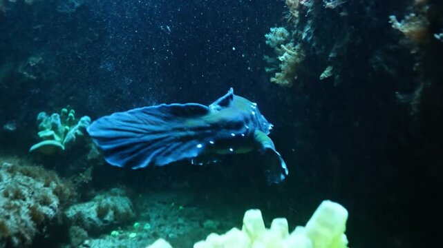 Cuttlefish navigates vibrant glowing coral reef