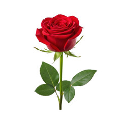 Naklejka premium A Stunning Red Rose with Lush Green Stem and Leaves Perfect for Floral Arrangements and Romantic Gifts isolated on transparent background