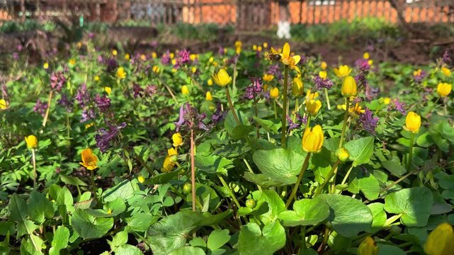 Bees resting on yellow and purple wildflowers swaying in wind. Biodiversity, pollination, ecosystem balance and resilience concept. Nature stability despite movement and environmental change.