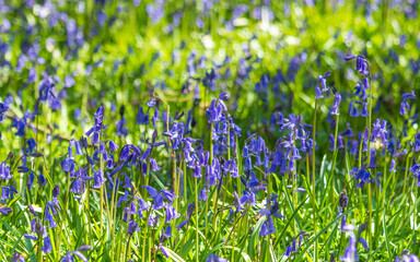 Fototapeta premium The bluebells are out