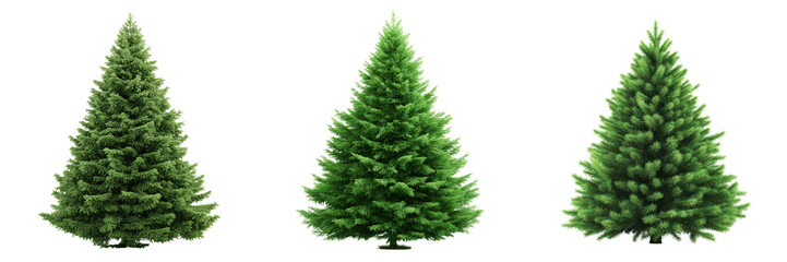 Obraz premium Set of lush green evergreen pine tree, perfectly shaped on transparent png background. Ai generated