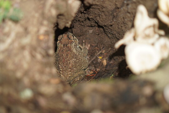 a bufo frog hiding in a hole in the ground