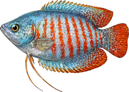 Colisa lalia illustration art