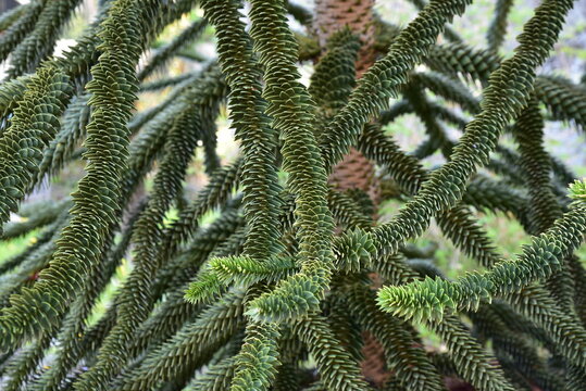 Araucaria araucana du Chili