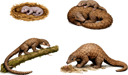 Obraz premium Manis javanica illustration art