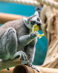 Close-up image of a lemur eating a fresh green leaf, highlighting fur texture and detailed facial features. © Dmitry