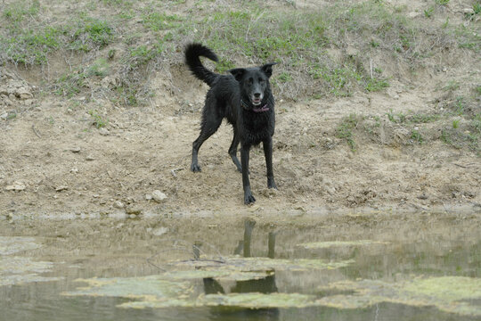 Black dog standing by pond water for active outdoor lifestyle with pet.