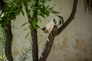 Chaton sur une branche dans un jardin