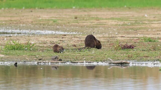 Nutrias foraging on the shore, adult nutria with young eating succulent plants on the shore, nutria family at the lake, calm lake, reeds and meadow, brown fur of the coypus, rodents, Myocastor coypus