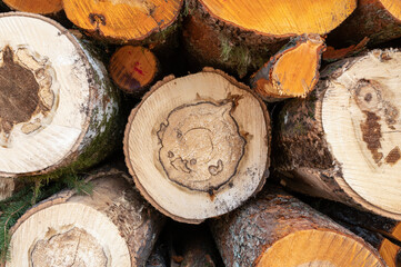Fototapeta premium Close up background texture of cut wooden logs with visible annual rings