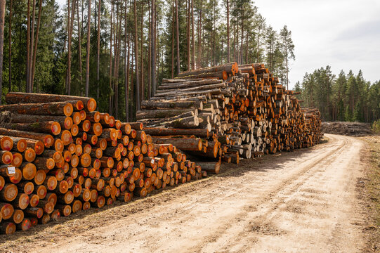 Pine logs stacked in large piles along a dirt road in a coniferous forest