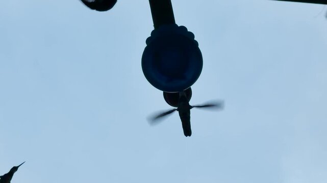 Colibr&iacute;es volando en c&aacute;mara lenta, capturando el aleteo r&aacute;pido y preciso mientras se alimentan del bebedero.