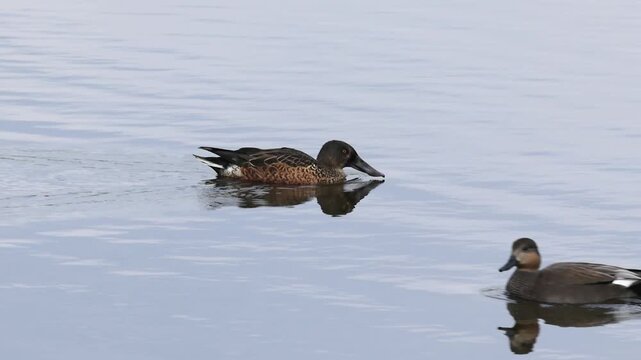 A northern shoveler swims across the dark, shimmering pond toward an oncoming gadwall; a male northern shoveler in non-breeding plumage; waterfowl on the lake; Spatula clypeata reflected in the lake