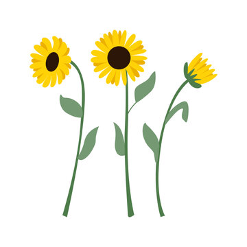 Sunflower branches with leaves. Vector flat botanical illustration on isolated background