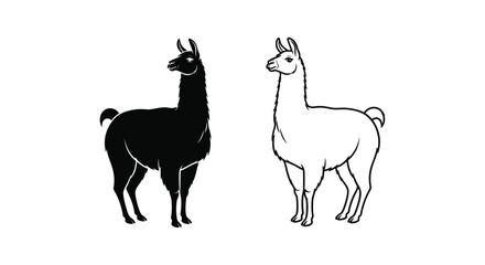 Fototapeta premium Llamas vs Alpacas: Key Differences Illustrated Vector