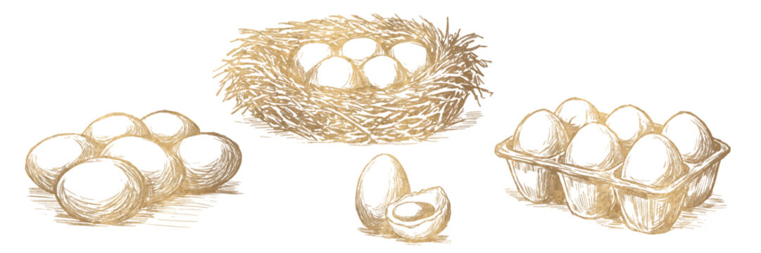 Golden eggs in vintage engraving style. Hand drawn farm illustration, perfect for organic food packaging, premium branding, labels, luxury design. Vector