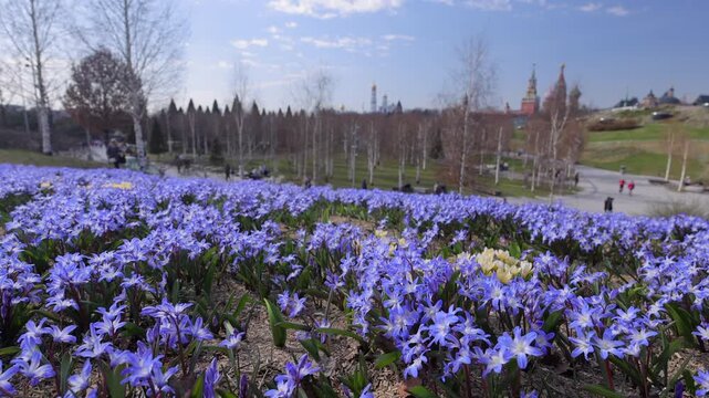Spring flowers in the park near the Moscow Kremlin