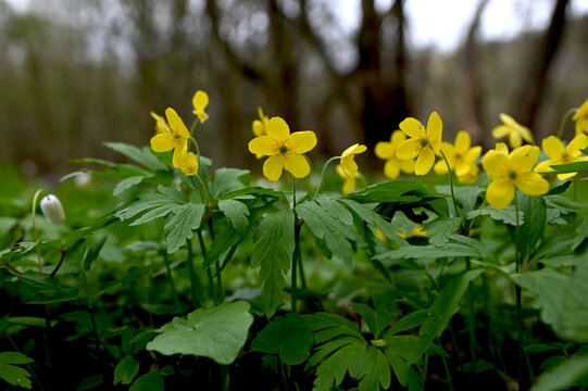 Close-up of anemone ranunculoides &ndash; yellow wood anemone or buttercup anemone in bloom