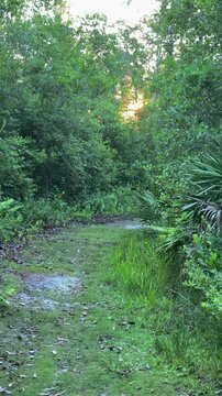 Golden sunset light filters through dense green trees along a quiet forest path.
