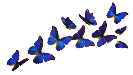 Flock of vibrant blue morpho butterflies in flight, isolated on transparent background © Alexander