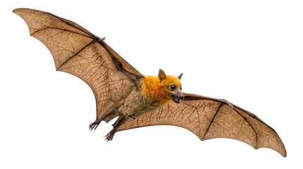 Obraz premium flying orange bat with large wings on white background