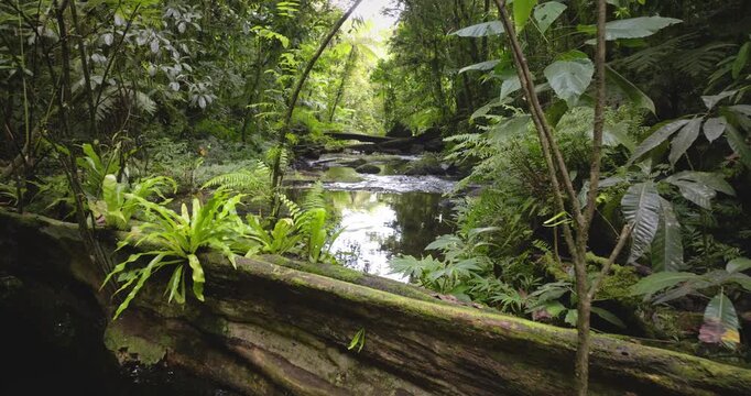 Pristine jungle stream winding through dense Solomon Islands rainforest, vibrant green foliage and deadwood trees forming a tranquil, untouched tropical ecosystem. Drone fly in natural frame window