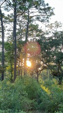 A wide spreading oak tree stands in warm sunlight above lush green vegetation. Peaceful countryside landscape with soft golden light and natural forest background.