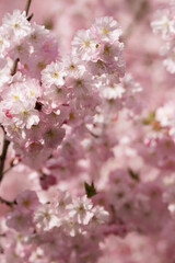 Fototapeta premium Closeup of Pink Cherry Blossoms with Soft Bokeh