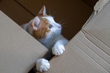 Ginger cat peek-a-boo: A feline friend explores a cardboard box © fotoeg