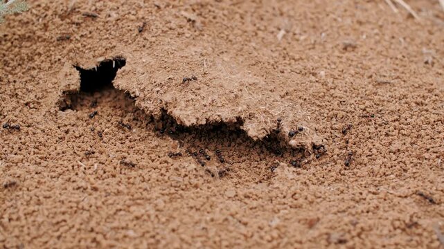 Macro View of Busy Ant Colony Working at Anthill Entrance