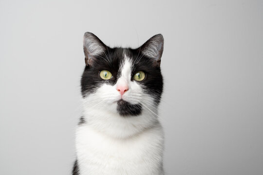 studio portrait of a black and white tuxedo cat looking at camera on white background with copy space